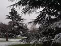 Snow, Greenwich Park IMGP7587